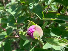 -国家植物园南园