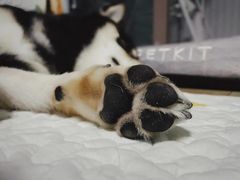 -瑞鹏宠物医院犬猫全科(真大分院)