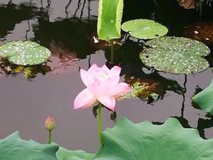 -荷塘月色湿地公园·向阳花洲