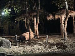 -清迈夜间动物园