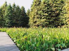 -溱湖国家湿地公园