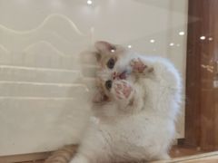 -钦宠·猫咪售卖·洗护·寄养(东圃旗舰店)