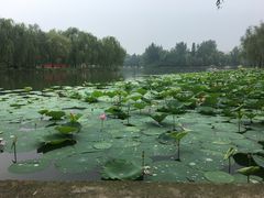 -廊坊市自然公园