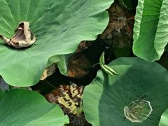 -羊亭河湿地公园