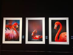 -罗红摄影艺术馆