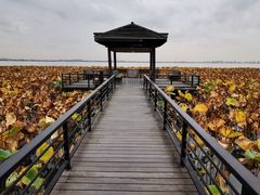 -莲花岛景区