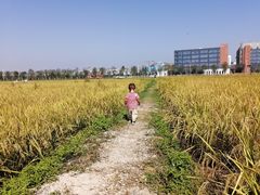 -光明小镇欢乐田园