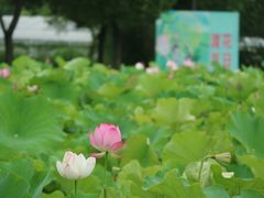 -嘉北郊野公园