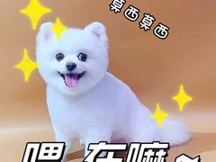 -悠尼宠物·独立低压伊珊娜洗护·美容·寄养(兰谷路店)