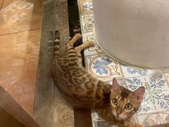 -more than meow吴止猫主题餐厅(承德 中船汇店)