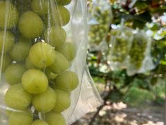 -马陆小张葡萄园农家乐