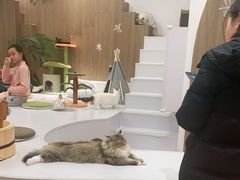 -COLOR PETS 撸猫馆·购猫·猫咖(长风大悦城店)