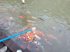 -青枫公园