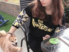 -柴犬高等学院·狗咖·柴犬售卖·宠物训练