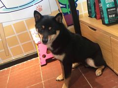 -柴犬高等学院·狗咖·柴犬售卖·宠物训练