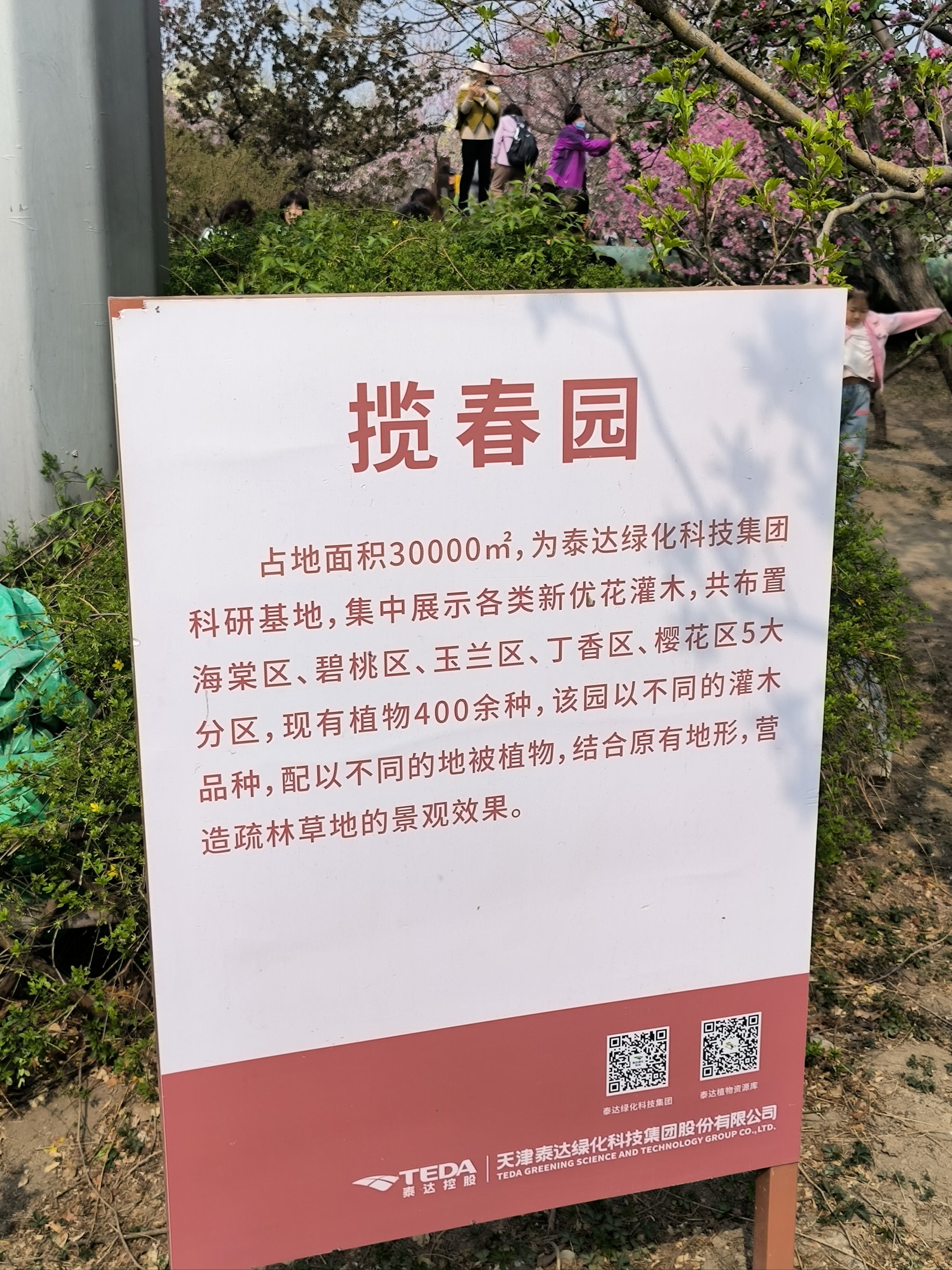 泰达城市公园油菜花图片