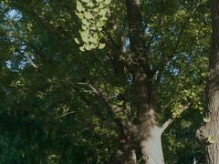 -三里屯东五街银杏大道