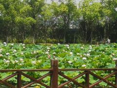 -荷塘月色湿地公园·向阳花洲