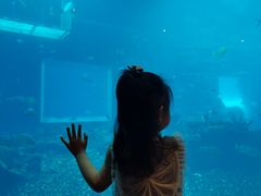 -海棠湾洲际-涛·海底餐厅·美人鱼·自助餐·海底隧道