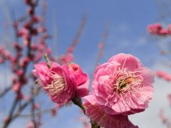 -花开海上生态园