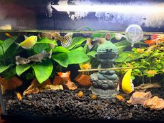 -双季花艺园艺市场(浦东店)