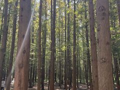 -日照海滨国家森林公园