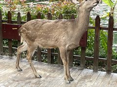 -野象谷景区