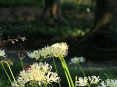 -杭州植物园