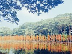 -番禺大夫山森林公园