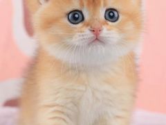 -爱诺耐芙动物医院(万博店)