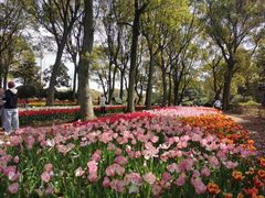 -上海鲜花港