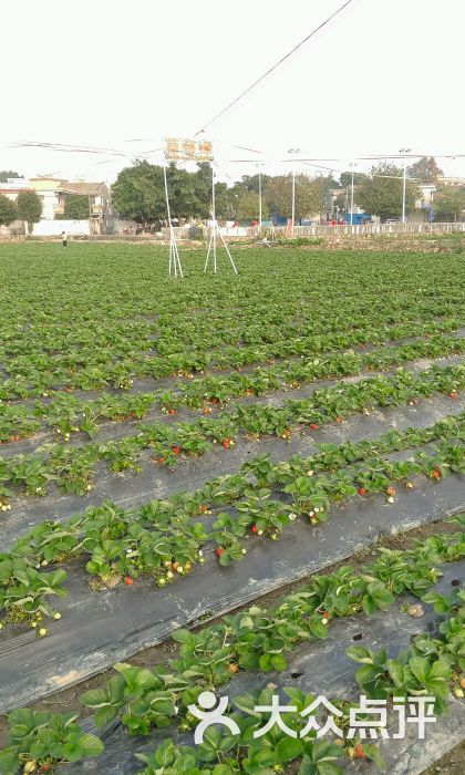 中国阳光草莓-图片-中山生活服务-大众点评网