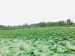 -大兴滨河森林公园