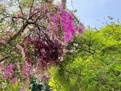 -深圳国际园林花卉博览园