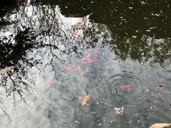 -望江楼公园