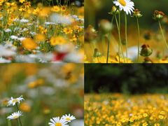 -广富林郊野公园