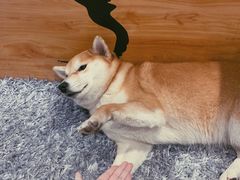 -柴务处·柴犬主题狗咖