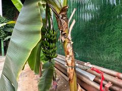 -呀路古热带植物园