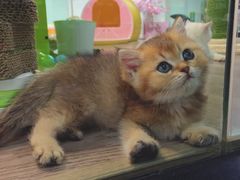 -宠物世家(仲盛世界商城店)