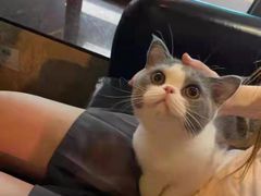 -客栈猫舍(中央北路店)