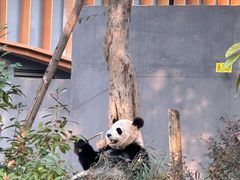 -成都大熊猫繁育研究基地