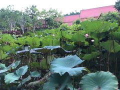 -西双版纳勐泐文化旅游区