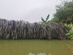 -江门古劳水乡旅游区