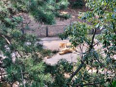 -大连森林动物园