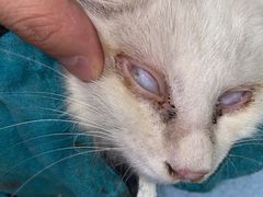 -萌兽医馆·犬猫专科·眼科中心·宠物医院(朝阳门分院)