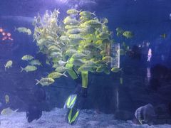 -烟台海昌鲸鲨海洋公园