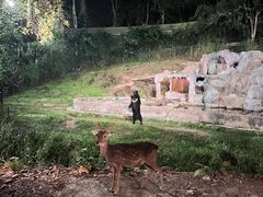 -清迈夜间动物园