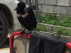 -阿西土陶牦牛汤锅