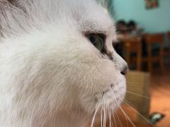 -猫小院猫主题餐厅(三里屯店)