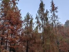 -重庆彩云湖湿地公园
